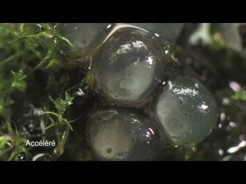 Un autre regard sur les limaces