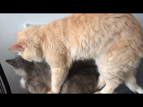 Male cat trying to mate a female pregnant cat #mating #mate #cats