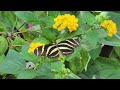 Detroit Zoo Part 2 Royal Oak Michigan USA