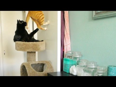 What Cats Do When They're Home Alone - YouTube