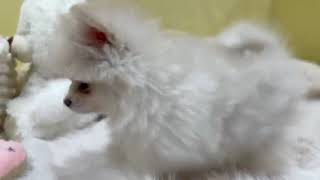 ポメラニアンの動画01