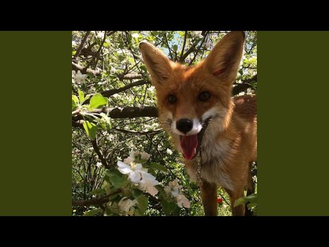 Shippeur (House Mix)