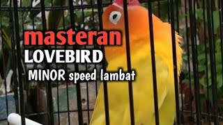 Download lagu MASTERAN LOVEBIRD minor speed lambat mp3 Download lagu MASTERAN LOVEBIRD minor speed lambat mp3