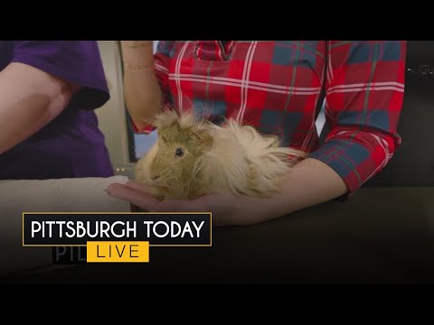 Why guinea pigs are great pets - YouTube