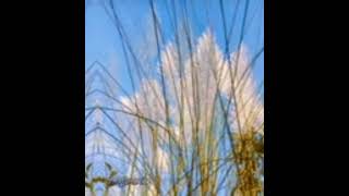 Download lagu neffex careless ringtone mp3