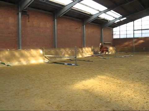 Wallach, geb. 2007, vom Iberio x Escudo II x Wanderer