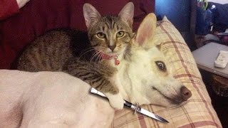 IF YOU LAUGH YOU LOSE CHALLENGE - Cats & Dogs - Who is the funniest to you?