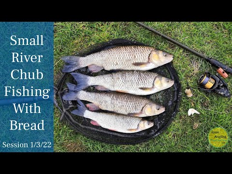 Epic Winter Small River Chub Fishing With Bread - Fantastic Session - 1/3/22 (Video 306)