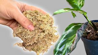 Use This Simple Trick for Healthy Growth! Repotting Calathea the Right Way 🌱✨