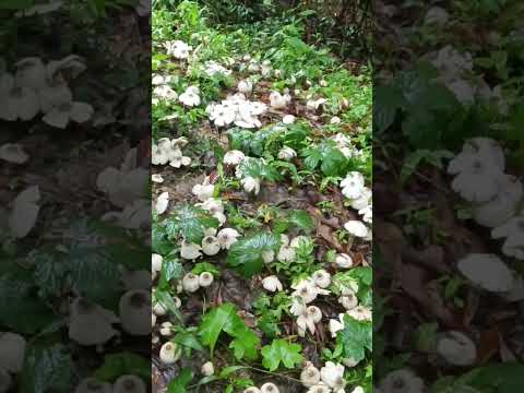 Amazing mushroom#shorts