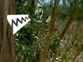 Discovery Kids On NBeast 2005 IDENT REAL