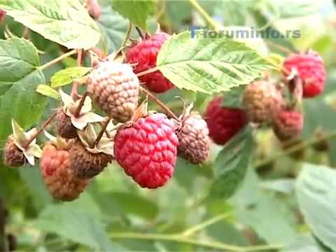 Sanel Dizdarevic - Nema dogovora sa hladnjacarima