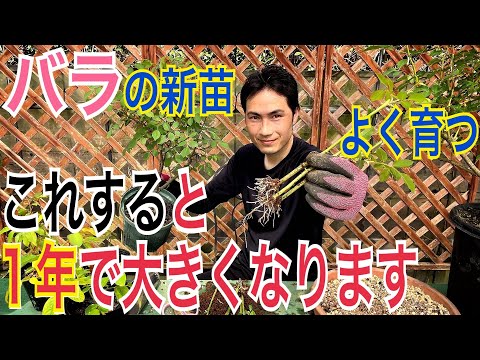 月桂樹をより早く成長させるにはどうすればよいですか？高くて元気な生垣を作るための 4 つのヒント  庭園