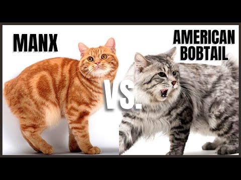 Manx Cat VS. American Bobtail Cat