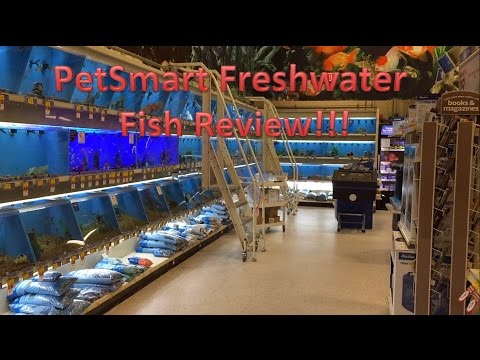 PetSmart Freshwater Fish Review