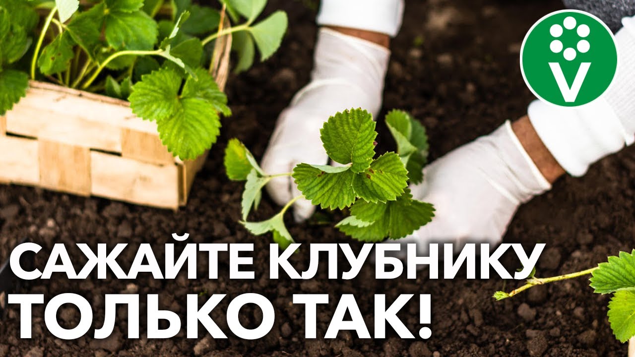 Клубника в августе - секреты успешного ухода за растением, которые подарят вам богатый урожай Клубника в августе: как правильно ухаживать за растением