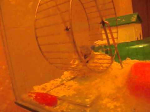 Animalute amuzante - cel mai energic hamster