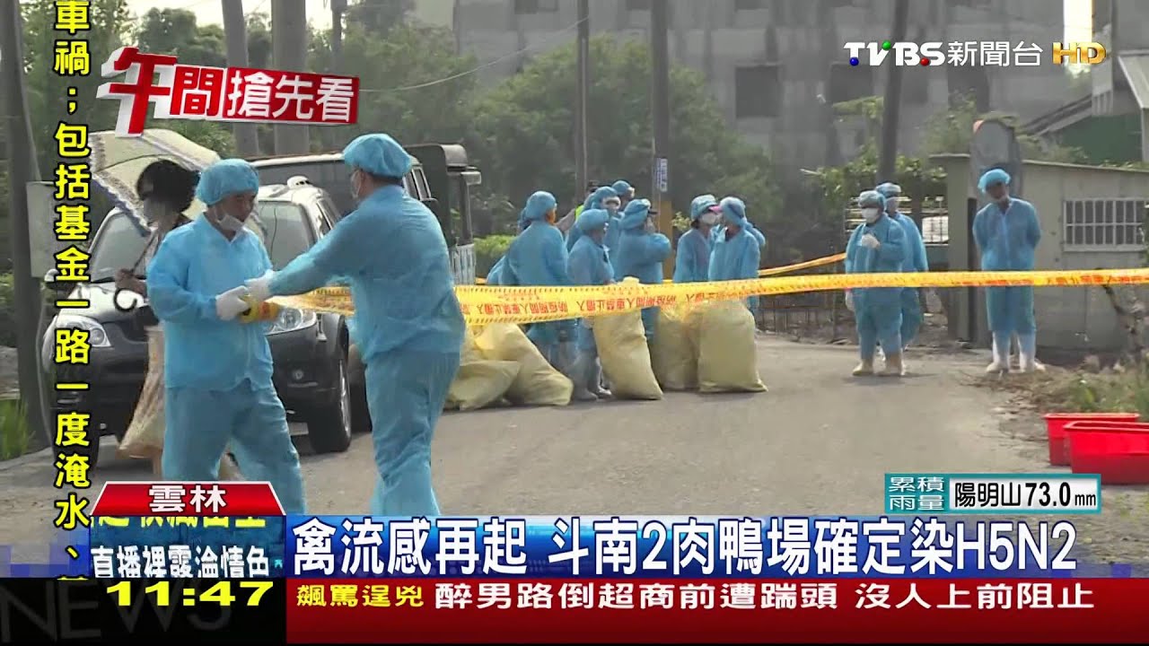 禽流感再起　斗南2肉鴨場確定染H5N2
