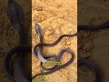Nag Nagini Naginmusic Nagindancemix Music Nagintune Song Garba Shortsviral Djremix Dj