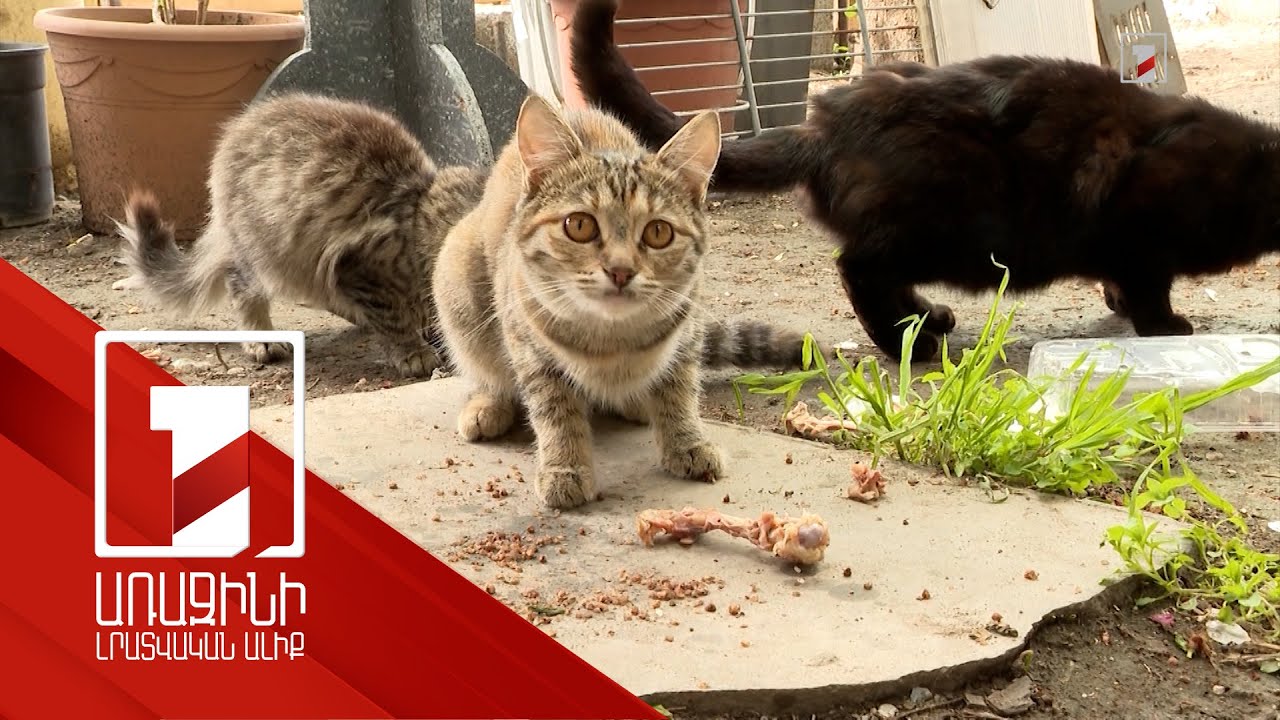 Կատվին տանջամահ անող տղամարդը ձերբակալվել է. որն է դաժանության պատճառը, ինչ են պատմել հարևանները