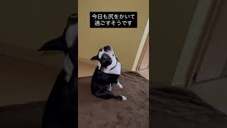 尻のかきかた覚えてしまった犬 #ボストンテリア