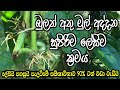 බුලත් පැල සකස් කරන්න පුළුවන් ලේසිම ක්�