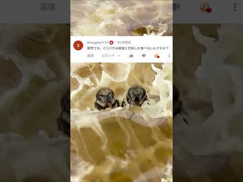 ミツバチの好きな花のリスト: 花粉媒介者を引き寄せる 20 以上の蜂蜜植物!  庭園