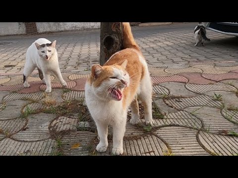 Two cats meowing more cute than each other