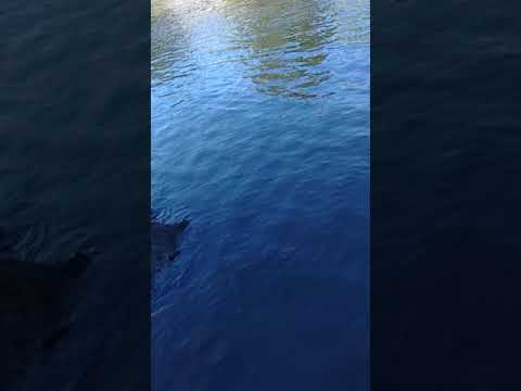 fishing Iowa River, big one got away