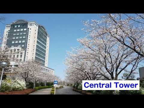 Spring 2021 Campus Cherry Blossoms 2