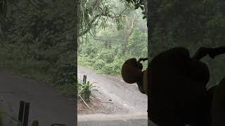 Download lagu buah nangka ku di guyur ujan bsar#fruit#gardening mp3 Download lagu buah nangka ku di guyur ujan bsar#fruit#gardening mp3