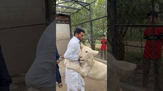 Download lagu Heaviest program everππ€£#lion #program #lionhub #shorts mp3 Download lagu Heaviest program everππ€£#lion #program #lionhub #shorts mp3