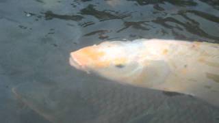 preview picture of video 'Ikan-ikan Situ Sangiang Majalengka'