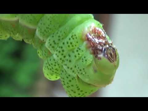 Spotted cutie: Caterpillar of Lobobunaea (phaedusa) christyi