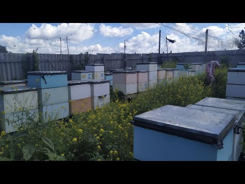 Без роения к Главному Взятку🐝