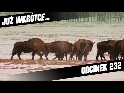 Darz Bór zapowiedź odcinka 232