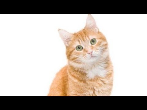 shatakshi choudhary is live, billi bole 😼😼😼😼