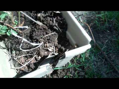 download lagu mp3 mp4 Propagating Hops Vines, download lagu Propagating Hops Vines gratis, unduh video klip Propagating Hops Vines