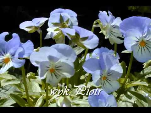 ♥Jon & Vangelis - i'll find my way home♥