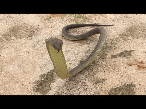 Pippa and the King Brown Snake