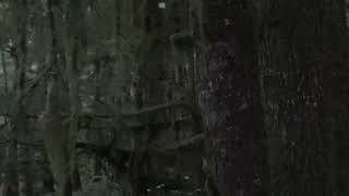 Something big crashing around the forest.