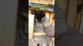 Download lagu Cara menjodohkan merpati untuk pemula #birds #shorts #viralvideo #merpatikolong mp3