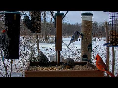 Red-bellied Woodpeckers, Northern Cardinals, & Blue Jays Enjoy Snacks In Sapsucker Woods