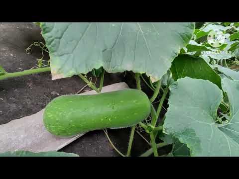 ##চাল কুমড়া চাষ পদ্ধতি। এইভাবে চাষ করলে ফলন পাবেন।।  #Winter Melon plantation