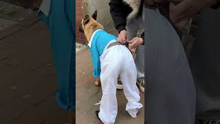 Download lagu fashion consious dog #funny mp3