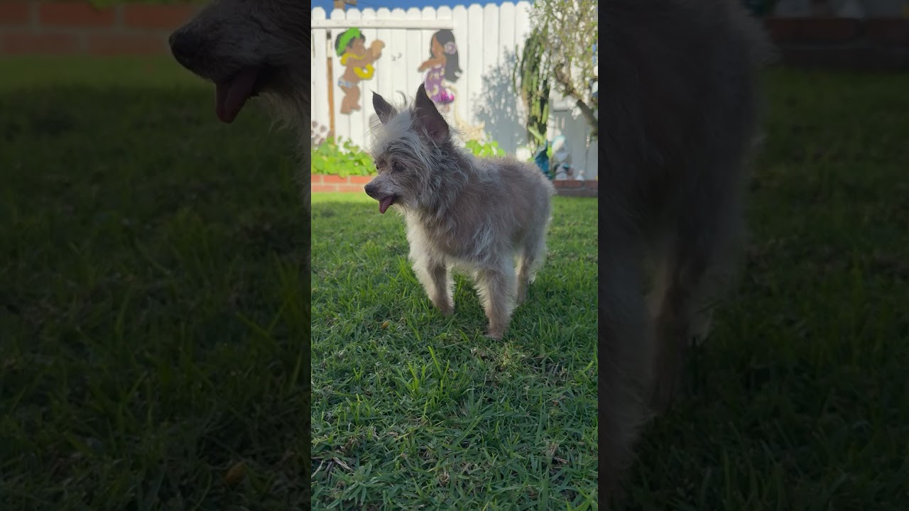 BlueJay, a ADOPTABLE mixed breed in Santa Monica, CA video 6/6