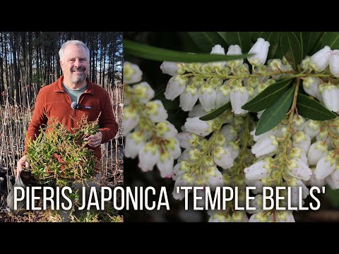 Pieris japonica 'Temple Bells' - Japanese Andromeda