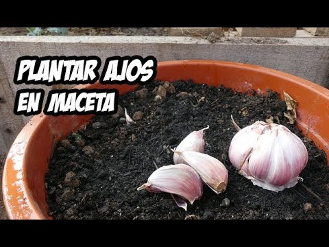 , title : 'Cómo Plantar Ajos en Macetas | Huerto Urbano'