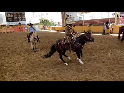 CG NILVIO MEJOR CABALLO MEXICANO DE CALA 2020 MONTADO POR  DON LORENZO RIOS