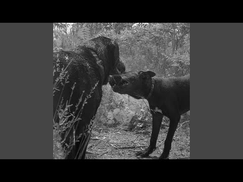 Video thumbnail for Crocodile